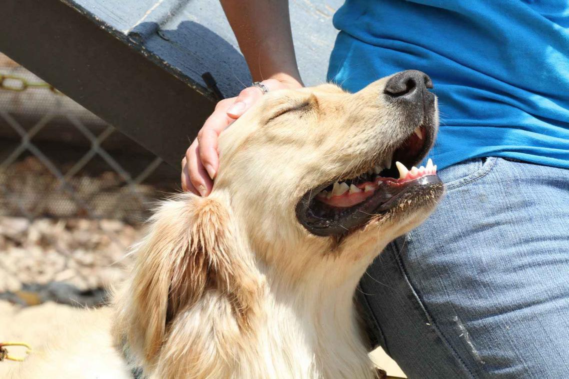 Honden houden veel meer van een aai over de bol dan we ooit dachten