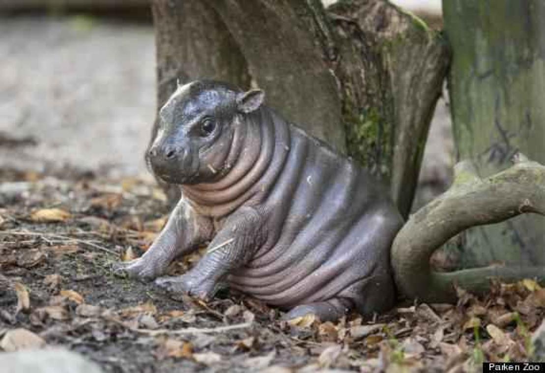 Zeldzaam dwergnijlpaard Olivia geboren in Zweedse zoo