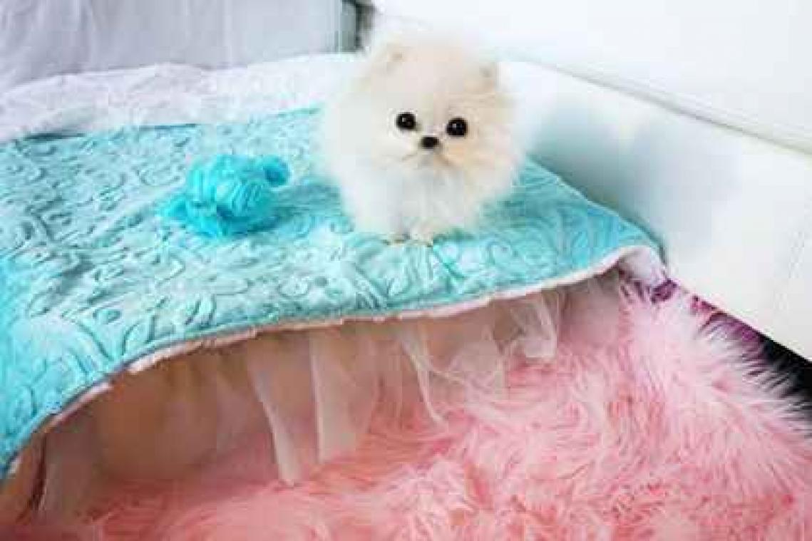 Paris Hilton heeft de kleinste puppy ter wereld gekocht