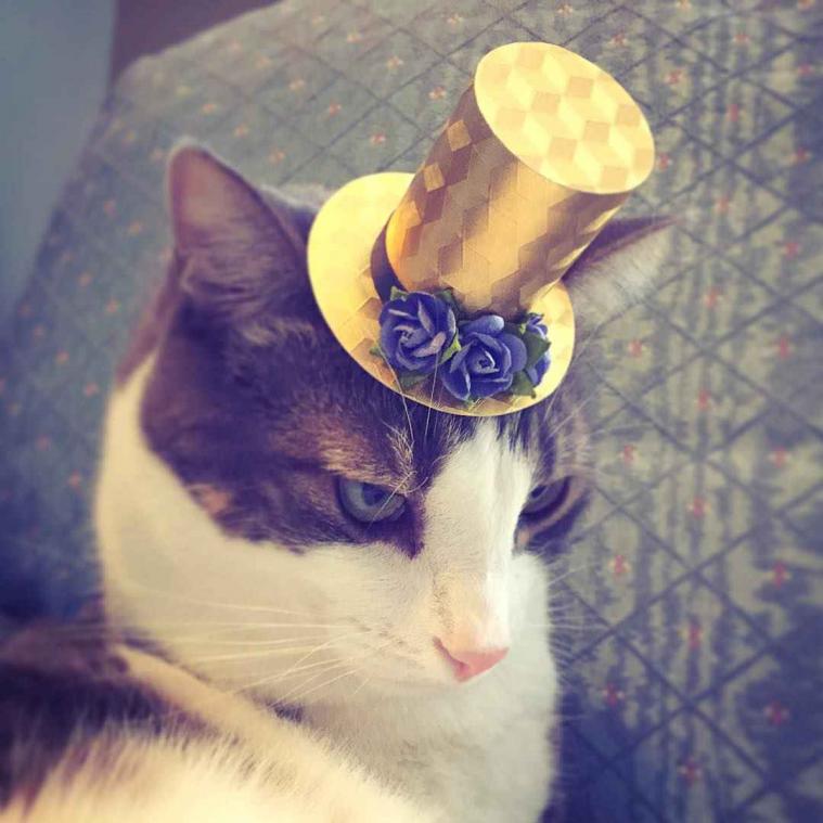 Sier je kat met een hoedje op maat