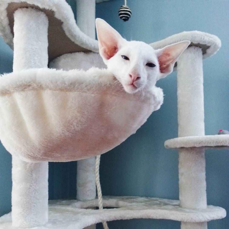 Dobby-katten zijn hit op Instagram