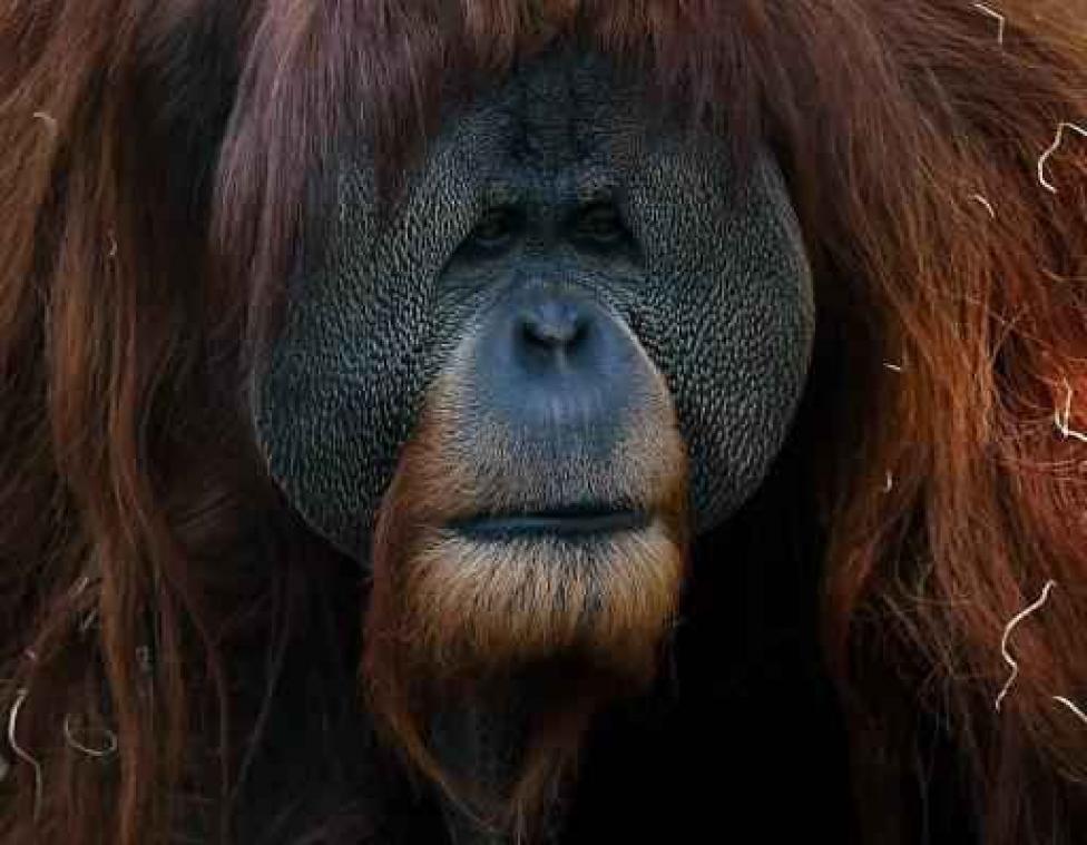 Met uitsterven bedreigd (met dank aan de mens): orang-oetan en walvishaai