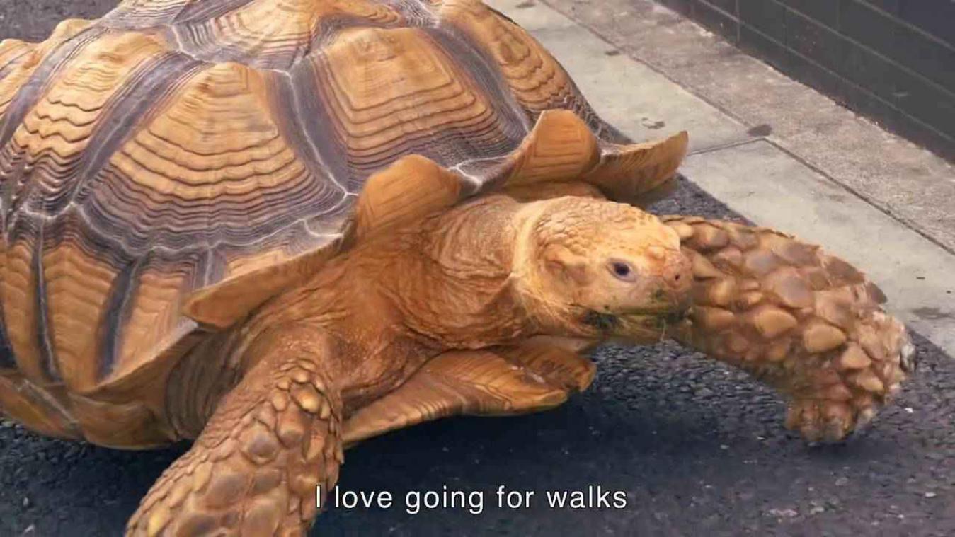 Japanse man gaat regelmatig op wandel met zijn reuzenschildpad