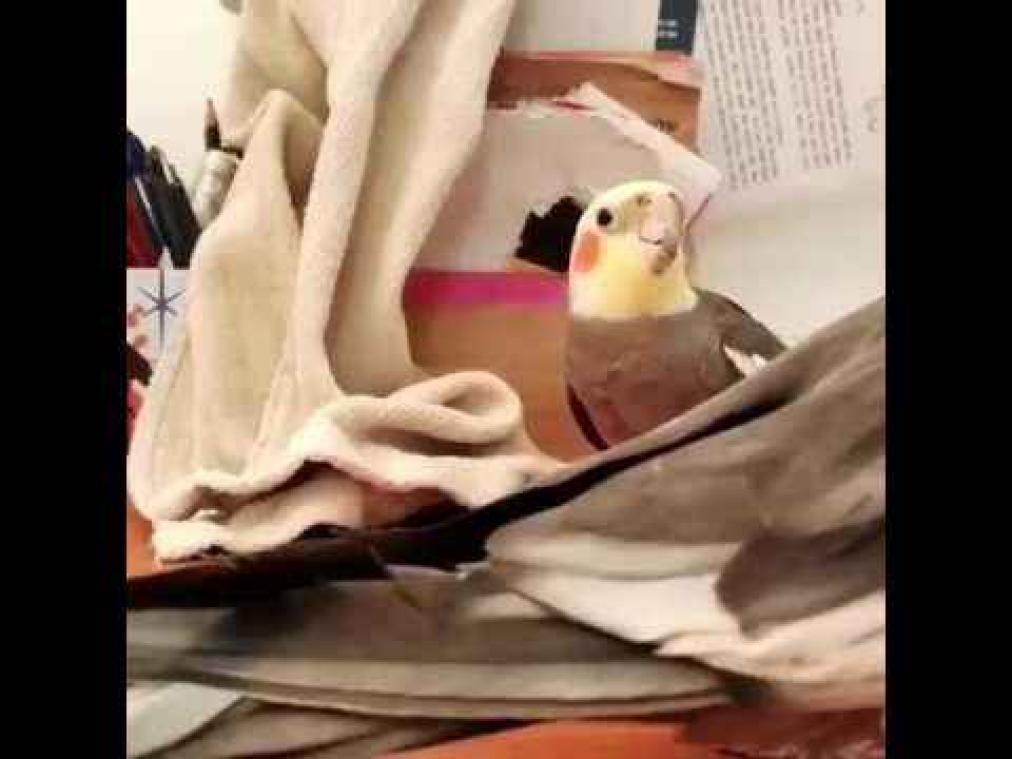Deze vogel is de allergrootste fan van The Addams Family'