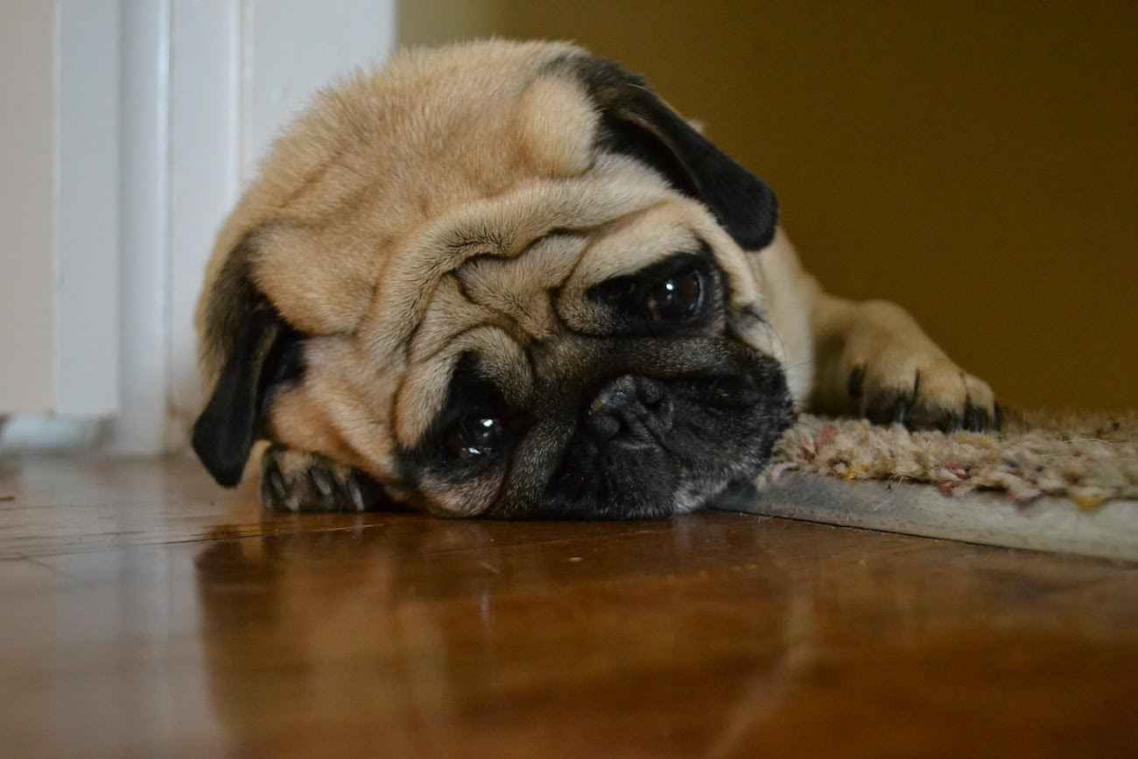 Is het glas voor een hond halfvol of halfleeg?