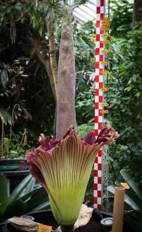 Opnieuw reuzenaronskelk in Plantentuin bijna in bloei