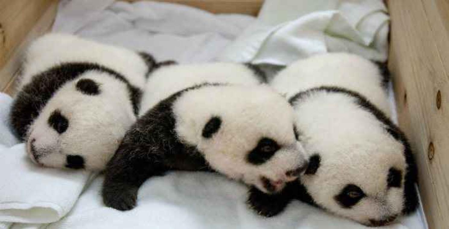 De eerste pandadrieling ter wereld opent voor het eerst de ogen