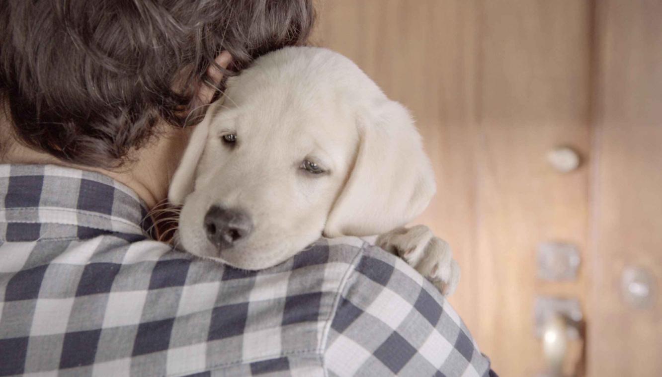 Budweiser ontroert miljoenen mensen met advertentie voor Beer Responsible Day
