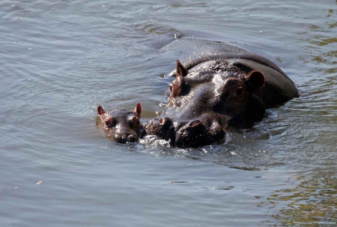 Kakkende nijlpaarden maken dierentuinbezoekers het leven zuur