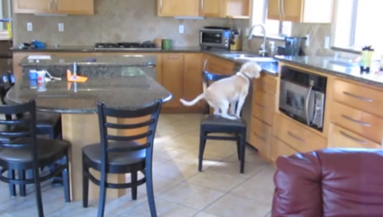 Dit doet de hond als je niet thuis bent