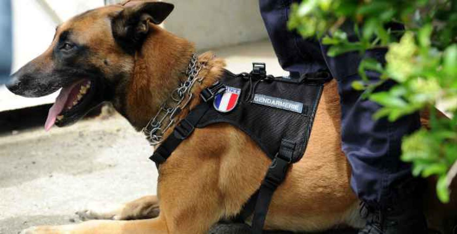 Politiehond zet goed doel in de kijker met 22 push-ups
