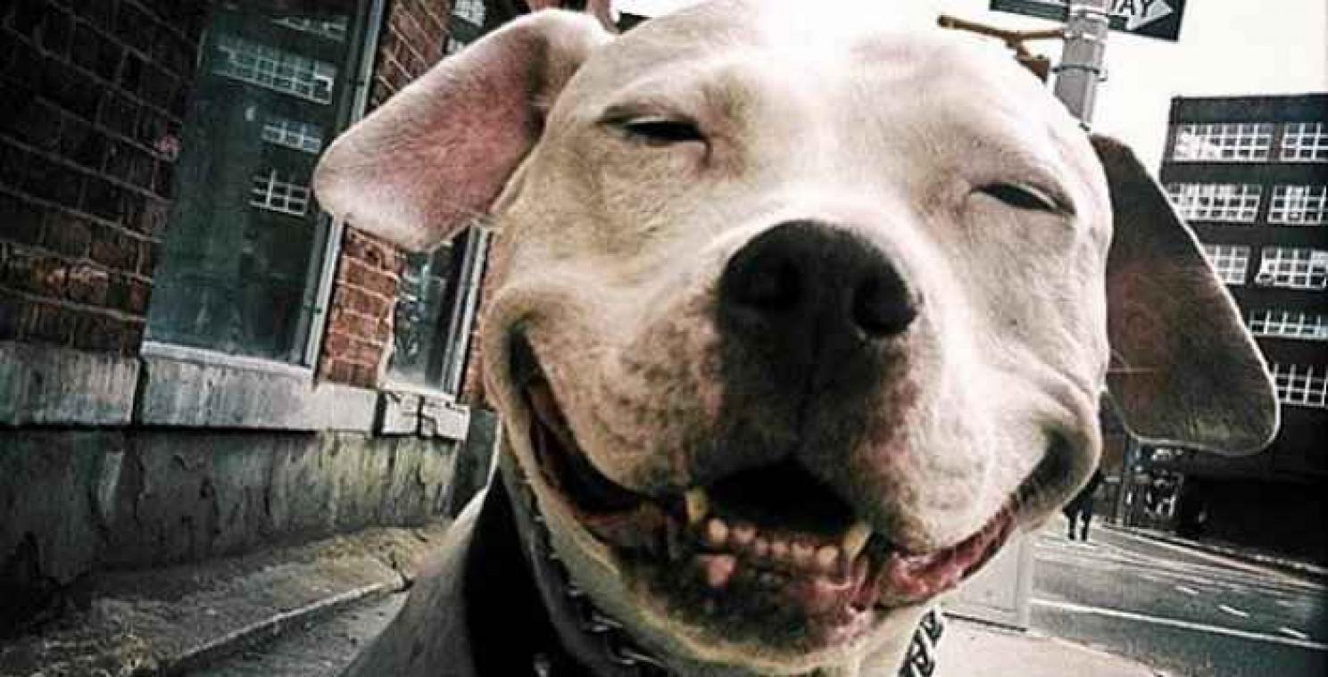 Brinks de hond stopt maar niet met lachen