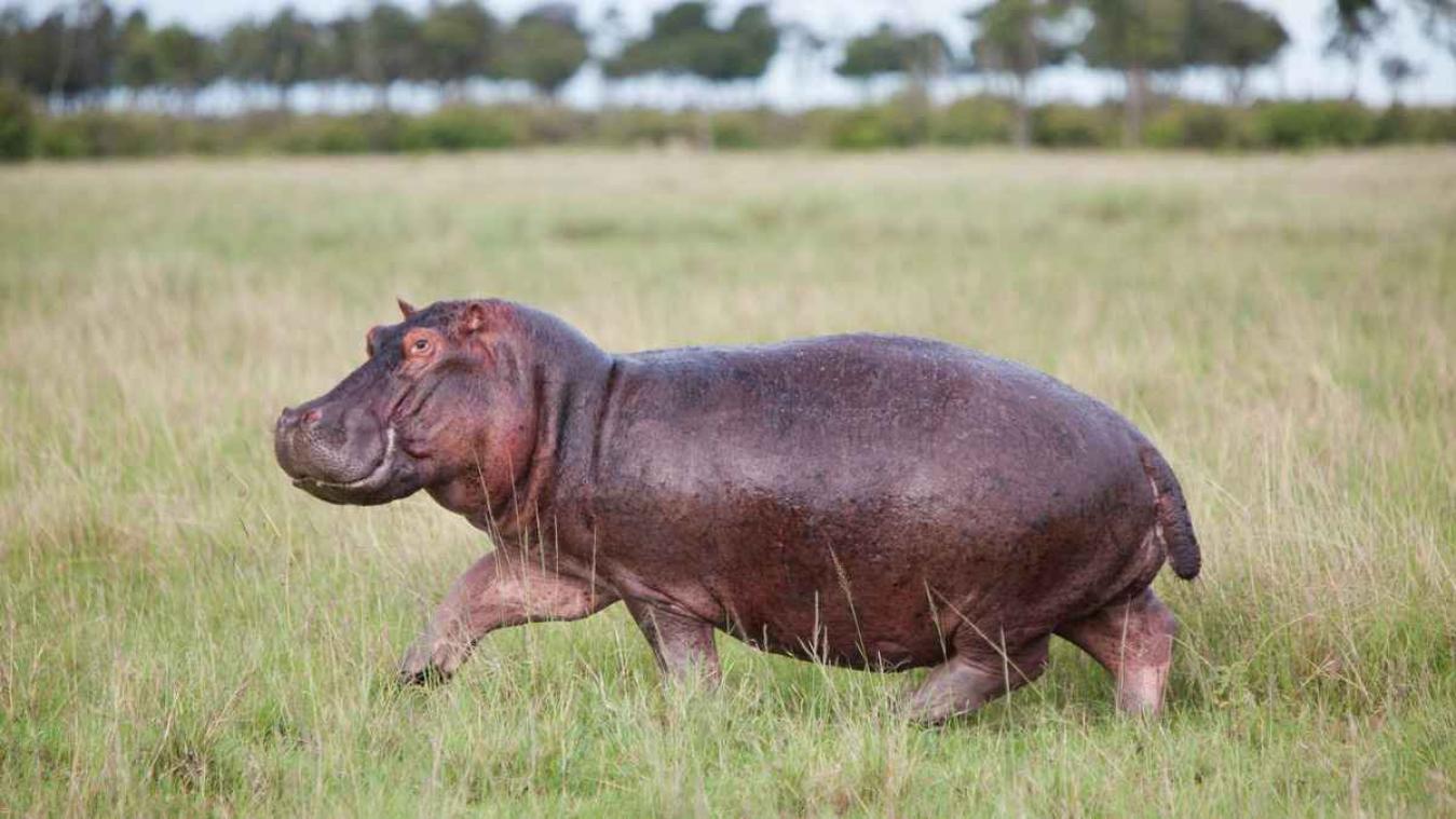 Deze opmerkelijke paringsrituelen uit het dierenrijk geloof je nooit