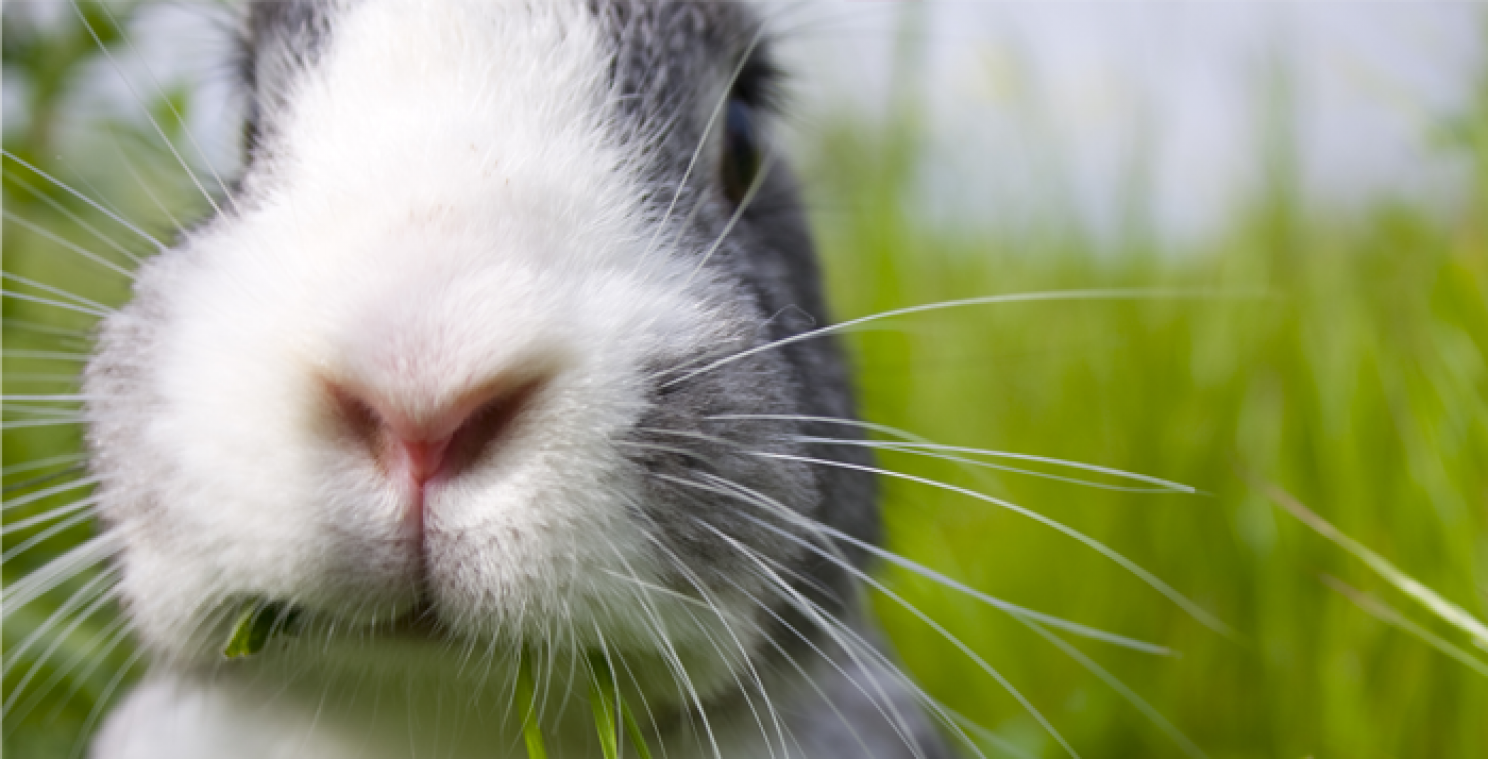 8 Tips voor een geslaagde Dierendag