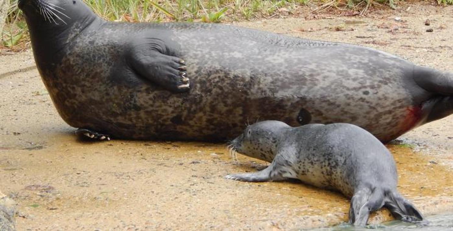 Petitie zeehondenponton is succes