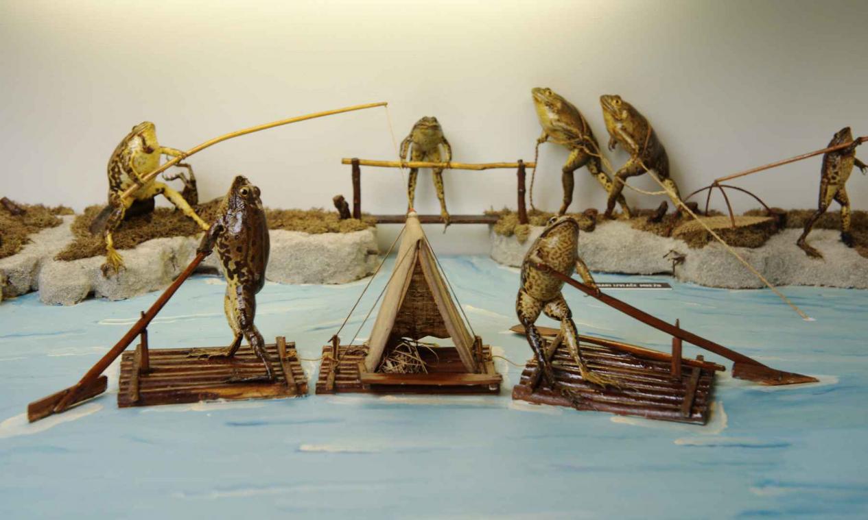 In dit Kroatisch museum kan je kikkers zien tennissen