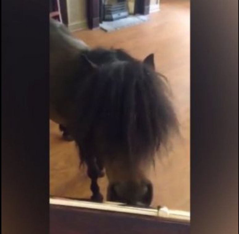 Dronken pony moet uit Engelse bar gezet worden