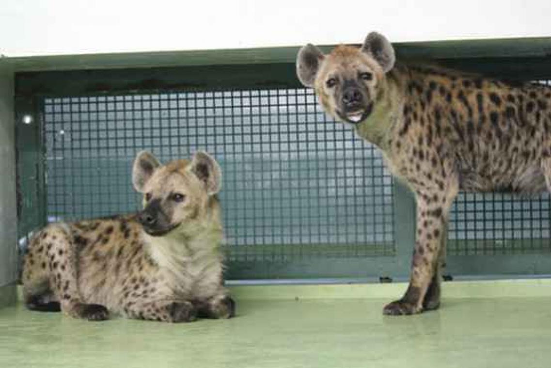 Dierentuin probeert twee jaar lang om twee hyena-mannetjes te laten paren