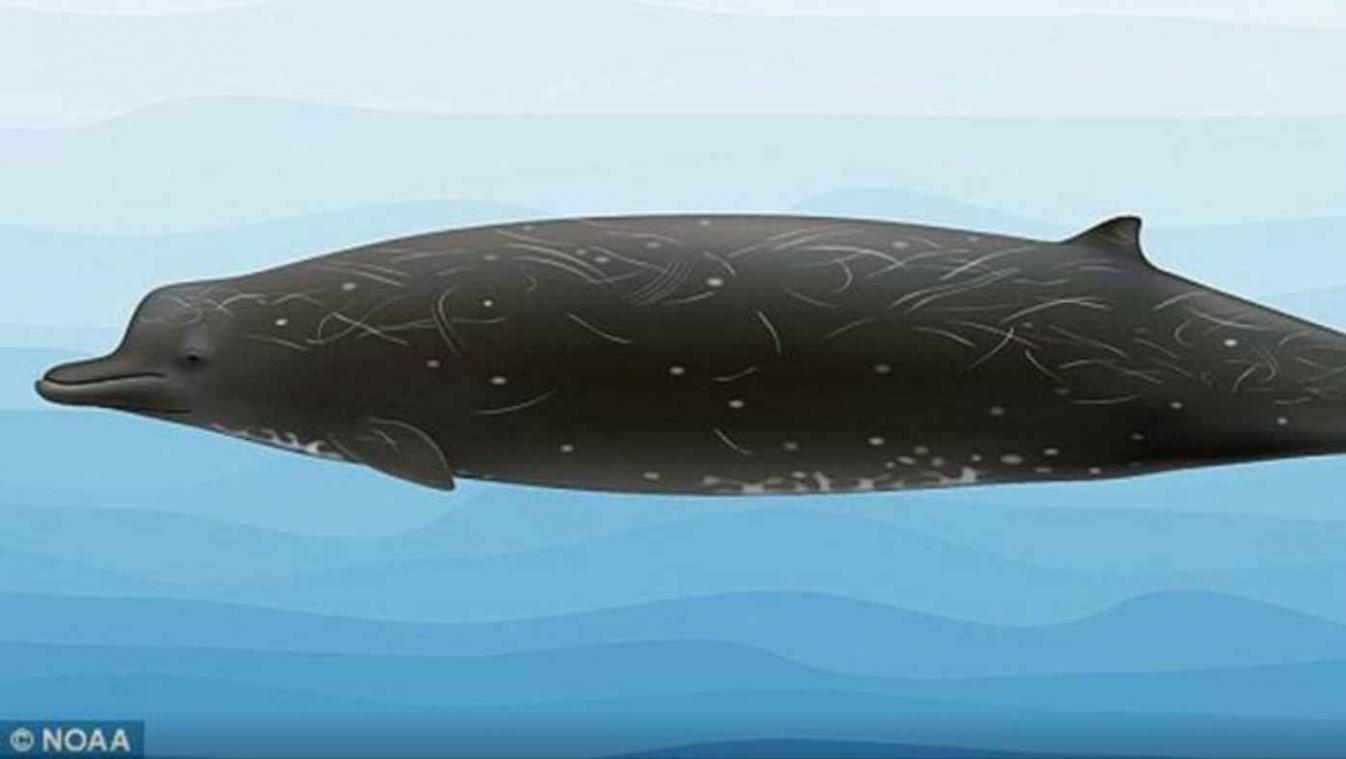 Biologen ontdekken nieuwe walvissoort in Alaska