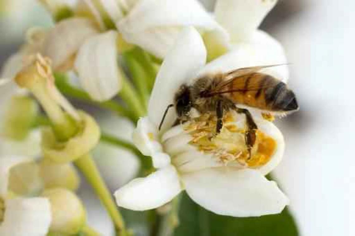 Belgisch gezin klaagt Franse eigenaar van bijenkast aan na bijensteken