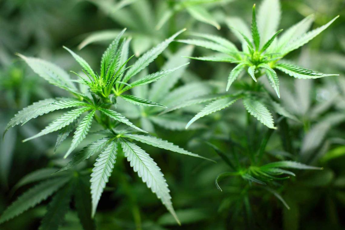 Mens maakt al 10.000 jaar gebruik van cannabis