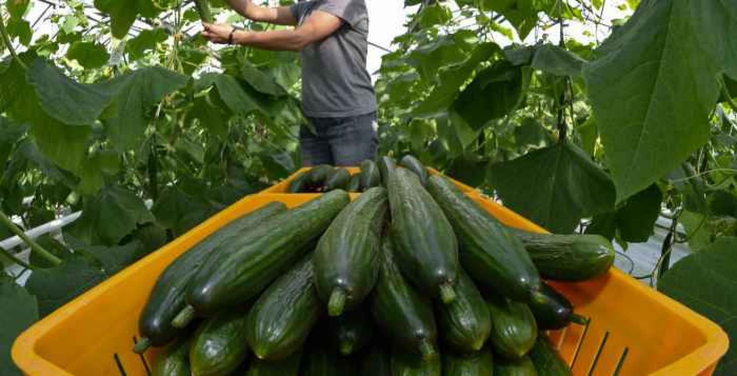 Duitse agenten vinden 330 kilo heroïne in komkommers en knoflook