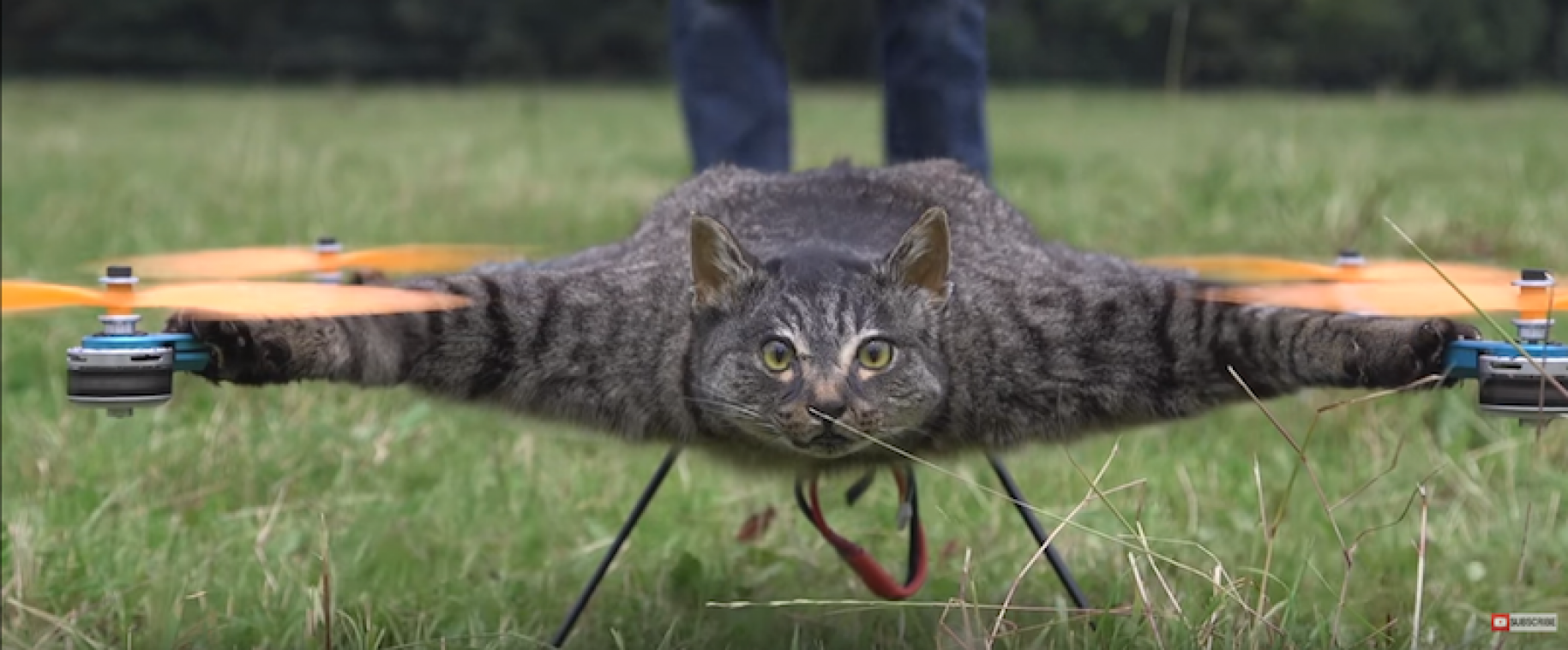 Nederlander laat dode kat vliegen