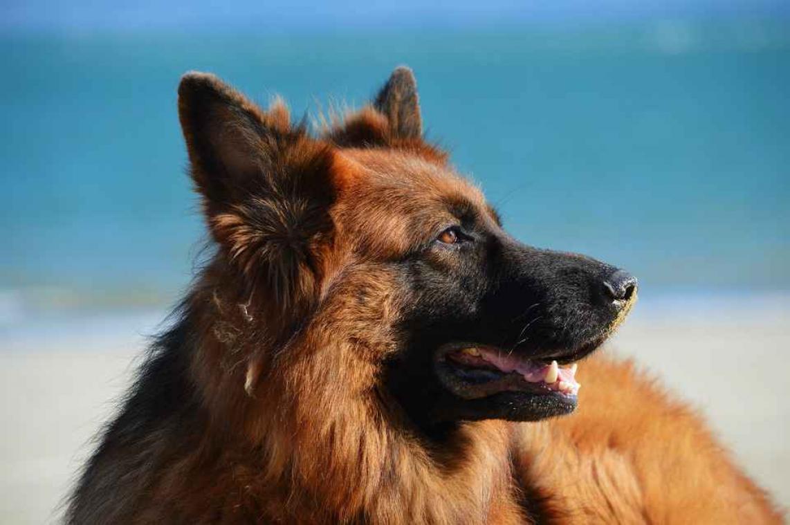 Betrapt! Postbode stopt elke dag om hond een dikke knuffel te geven