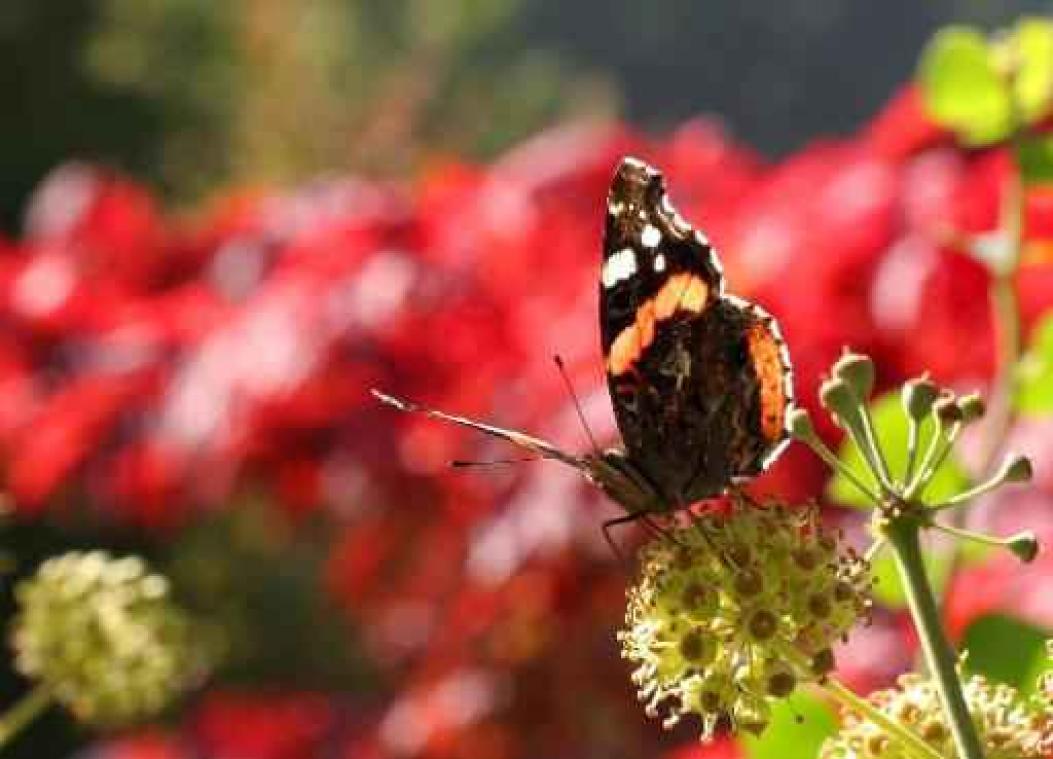 Vlaanderen telt voor tiende keer vlinders in de tuin