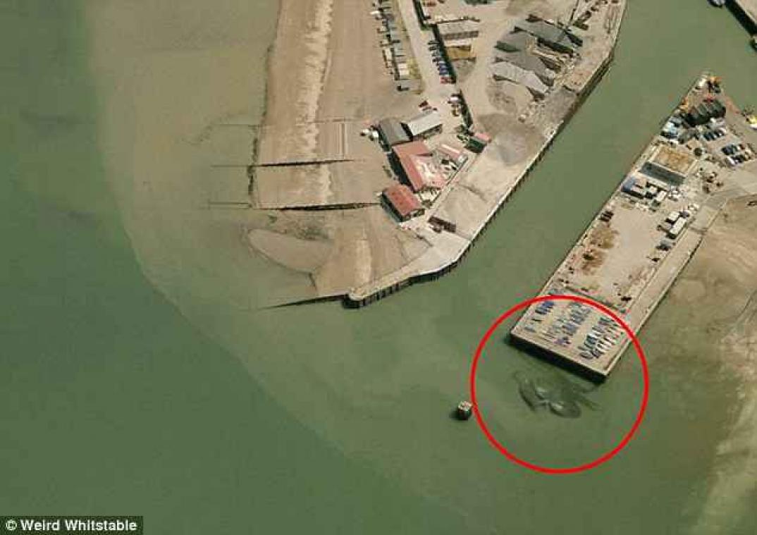 Crabzilla gefotografeerd voor de kust van Groot-Brittannië