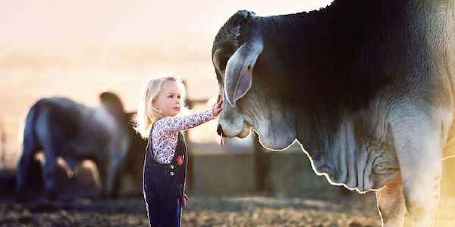 2-jarig meisje sluit vriendschap met enorme stier