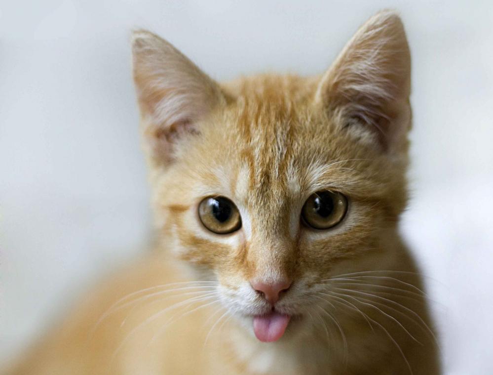 Man biedt 125.000 euro op een doodgewone kat