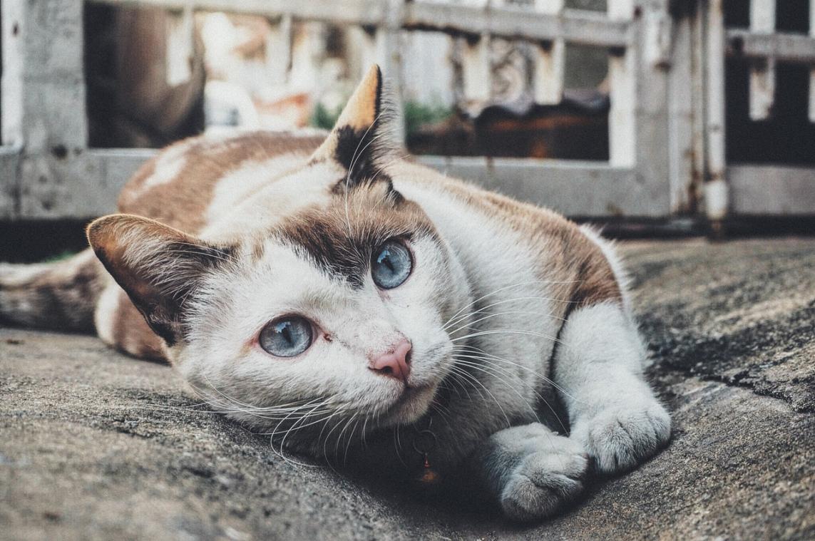 Vijf levenslessen die je van je kat kan leren