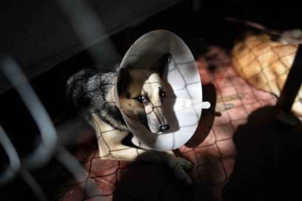 Aantal meldingen van dierenmishandeling met 85 procent gestegen