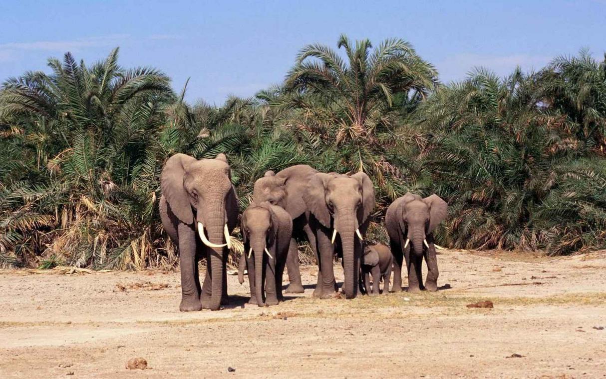Vergeet Frank Deboosere, de olifant is de koning van de weervoorspellers