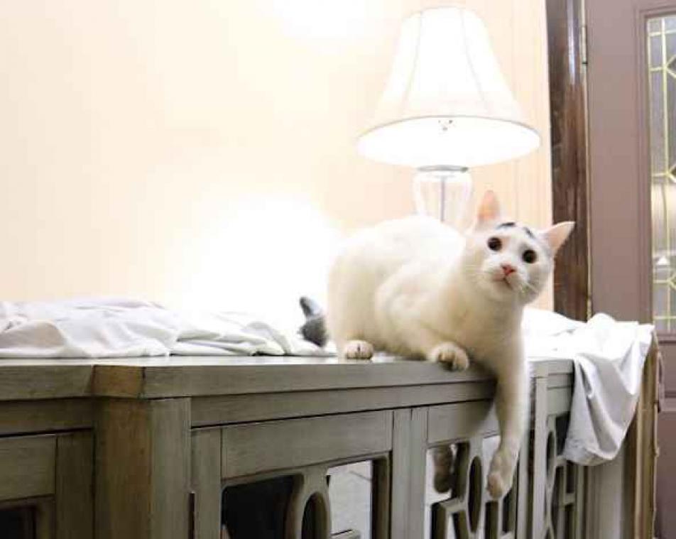Deze Instagram-katten bezorgen je een instant goed humeur