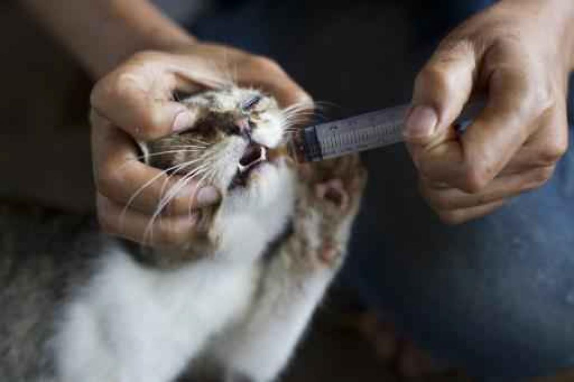 Inspectiedienst Dierenwelzijn nam in 2015 meer dan 2.300 dieren in beslag