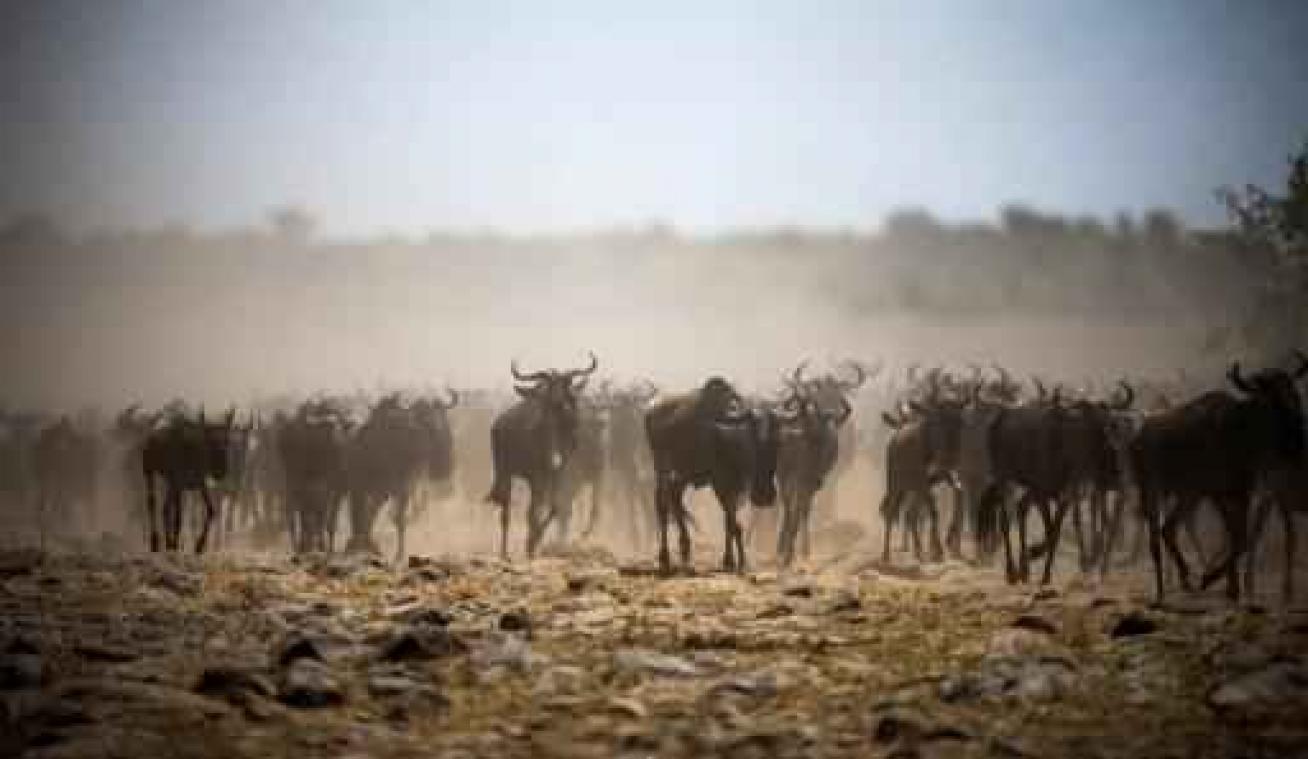 Chinese gids steekt landgenote dood in Keniaans safaripark