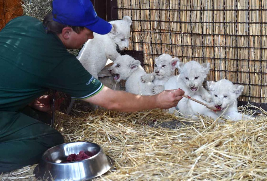 Vijf zeldzame witte leeuwen geboren in Oekraïne