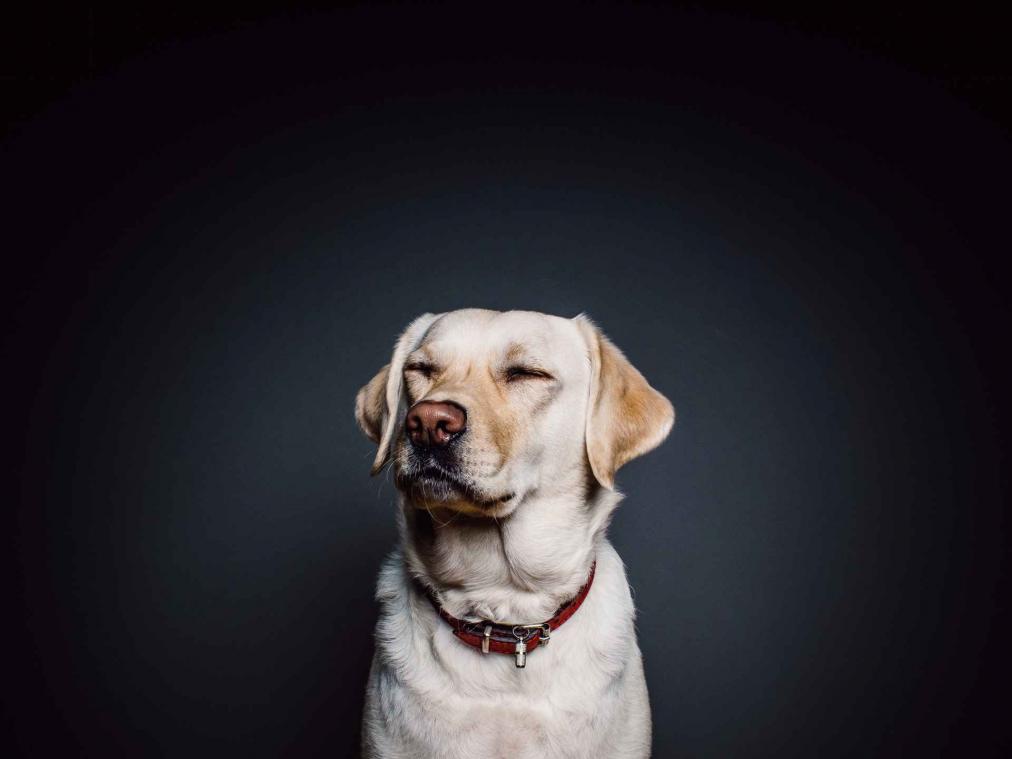 Wetenschappelijk bewezen: honden zijn egoïstische wezens