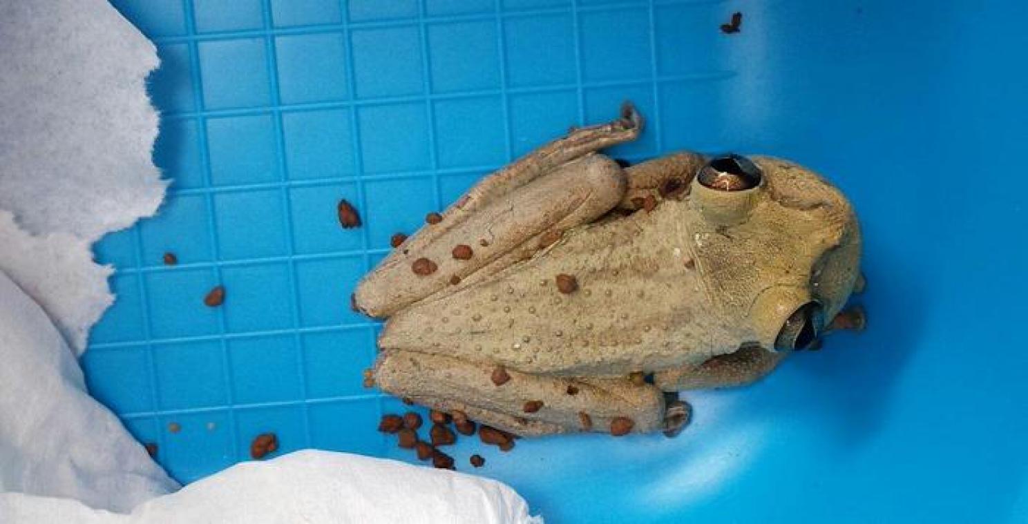 Kikker maakt tripje naar Nederland in nagelnieuwe speedboot