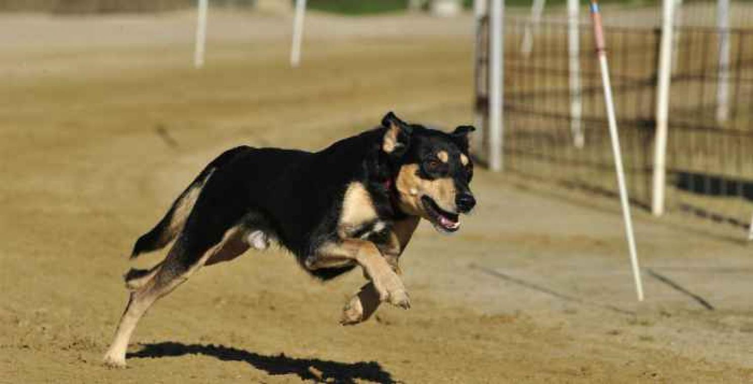 Moordenaars gevat omdat hond niet aan de leiband liep