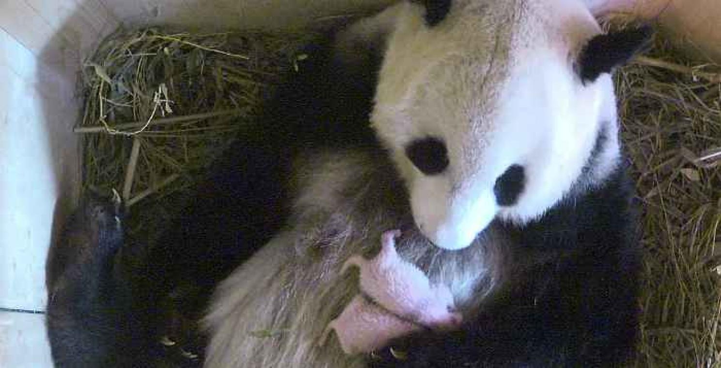 Heuglijk nieuws in Wenen: pandababy blijkt een tweeling te zijn