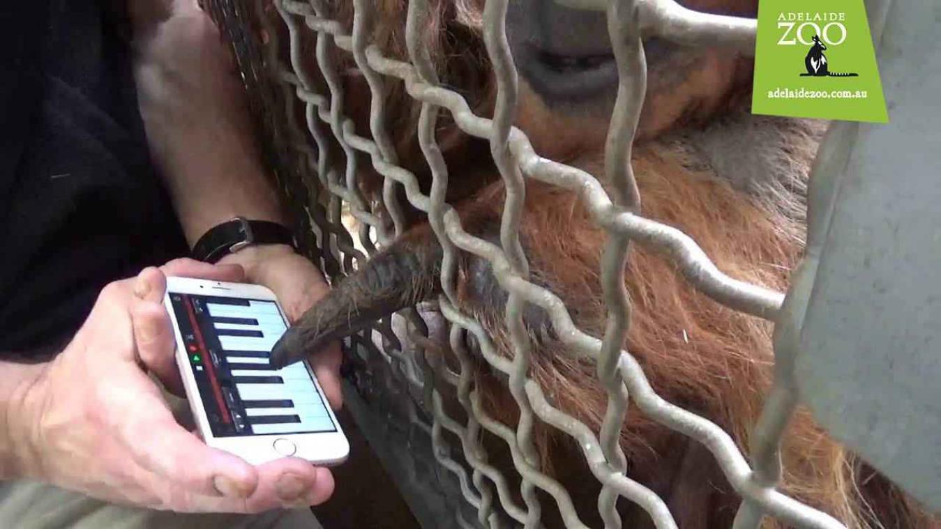 Orang-oetan brengt zijn eerste jazznummer uit