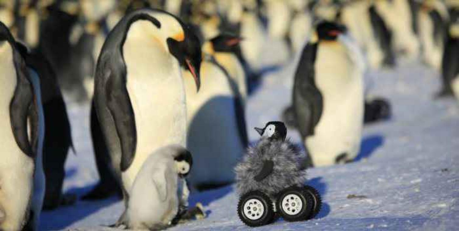 Op afstand bestuurbare pinguïn infiltreert bij zijn collega's
