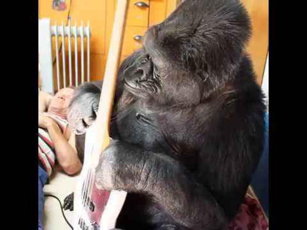 Gorilla krijgt basgitaar van Red Hot Chili Peppers