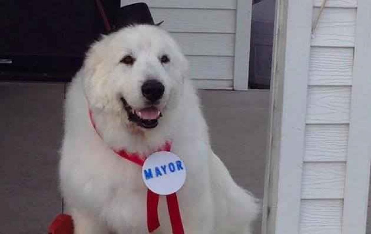 Amerikaans dorpje kiest hond als burgemeester
