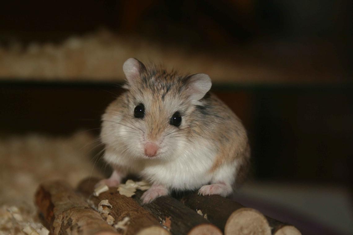 Hamster zet huis in vuur en vlam en vermoordt twee honden