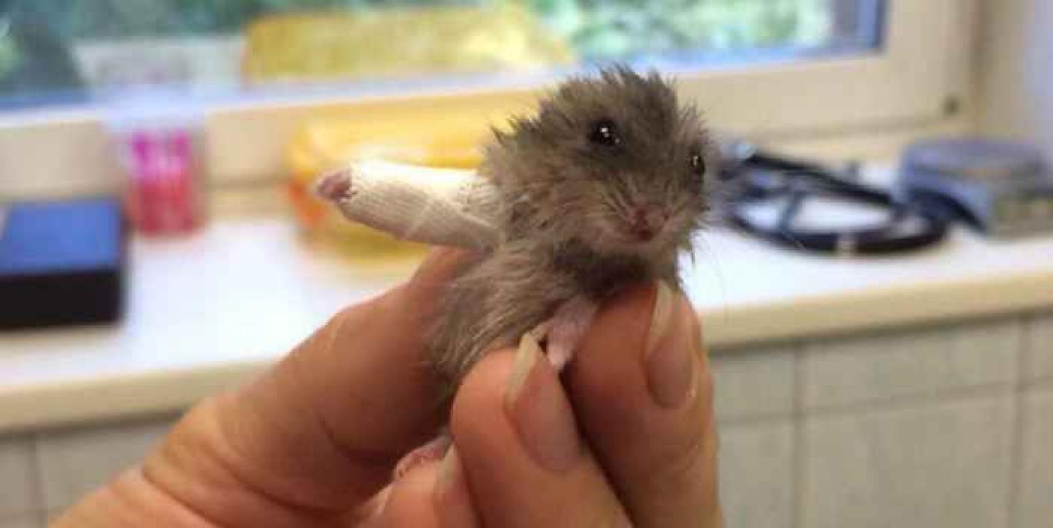 Een kleine hamster in de gips: schattiger wordt het vandaag niet
