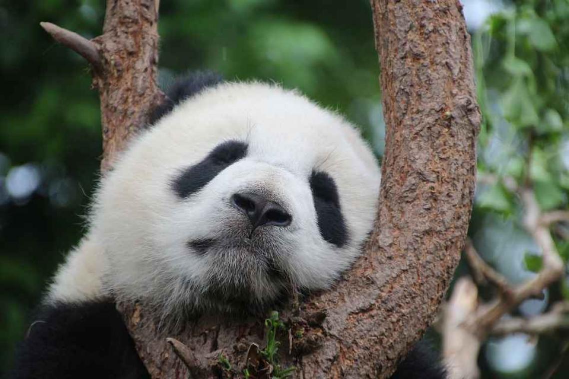 Deze babypanda leeft zich helemaal uit